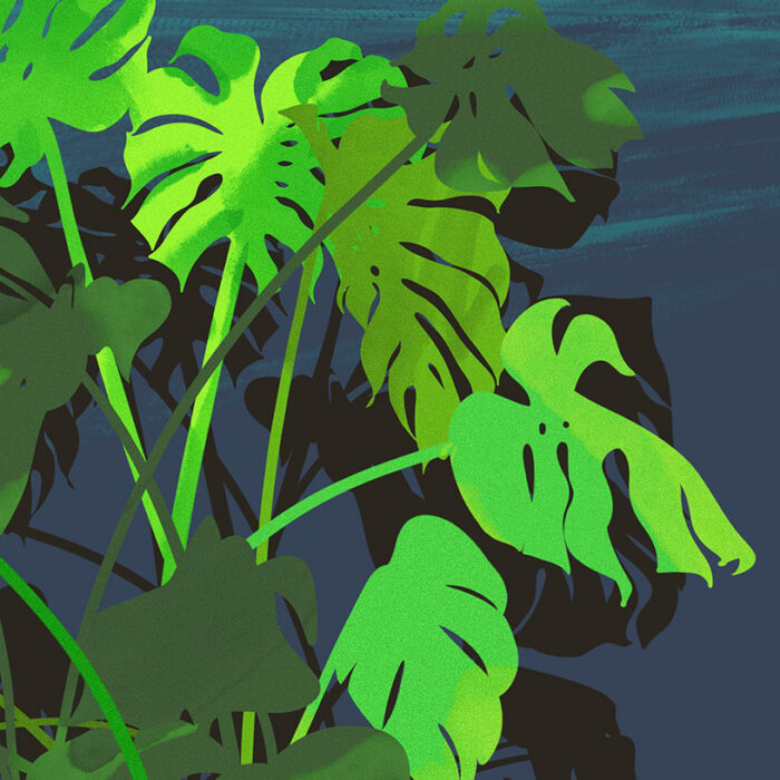 Monstera_kl