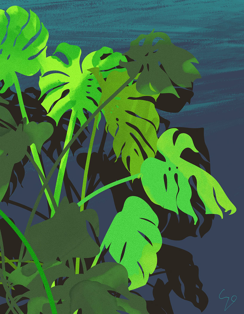 Monstera_kl