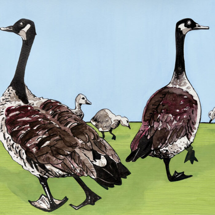 Canadagänse