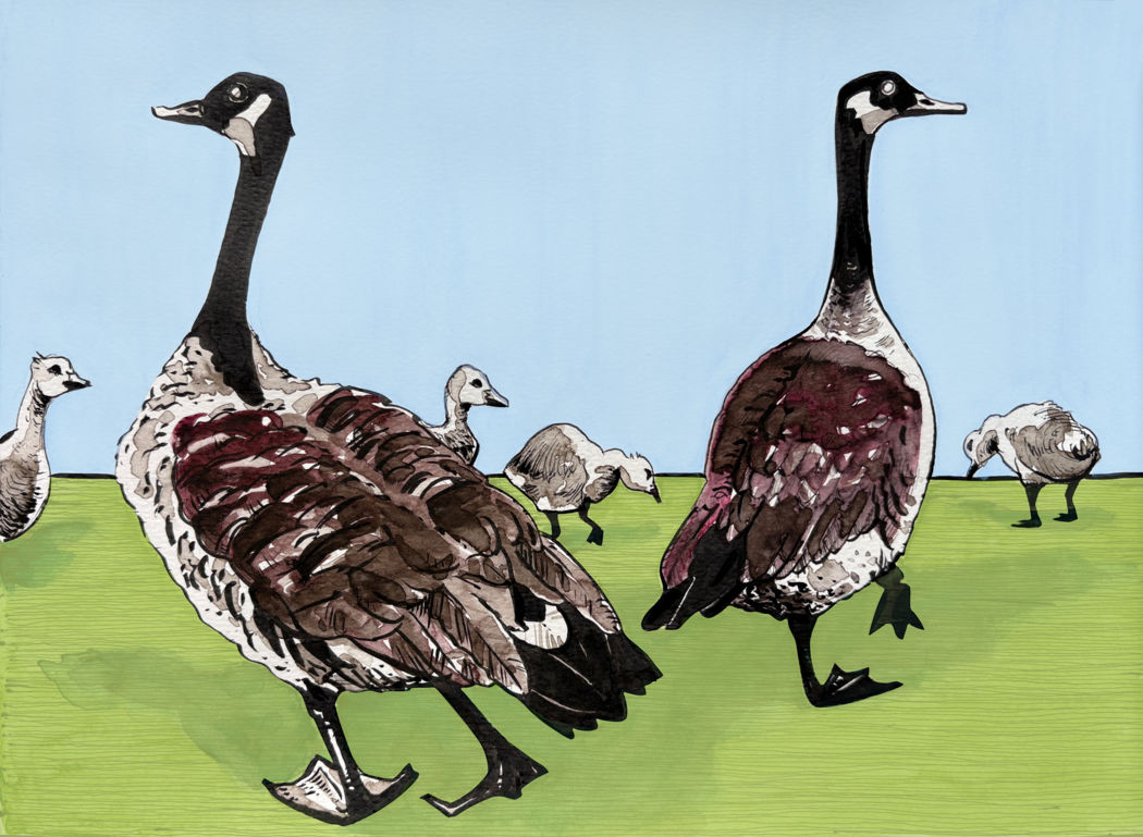 Canadagänse